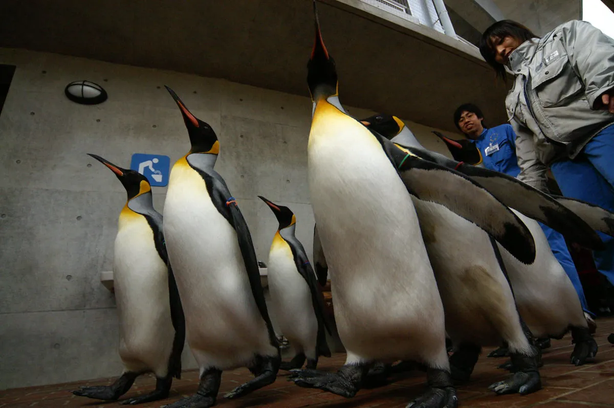 Penguins waddling along the naturalistic outdoor beach area at the Nagasaki Penguin Aquarium in Japan