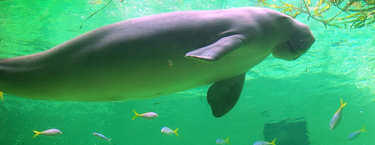 Toba Aquarium — 1