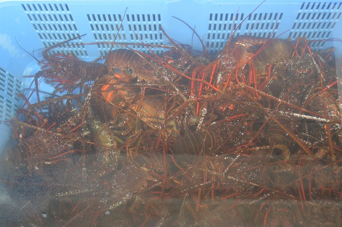 Toba seafood specialties — 1