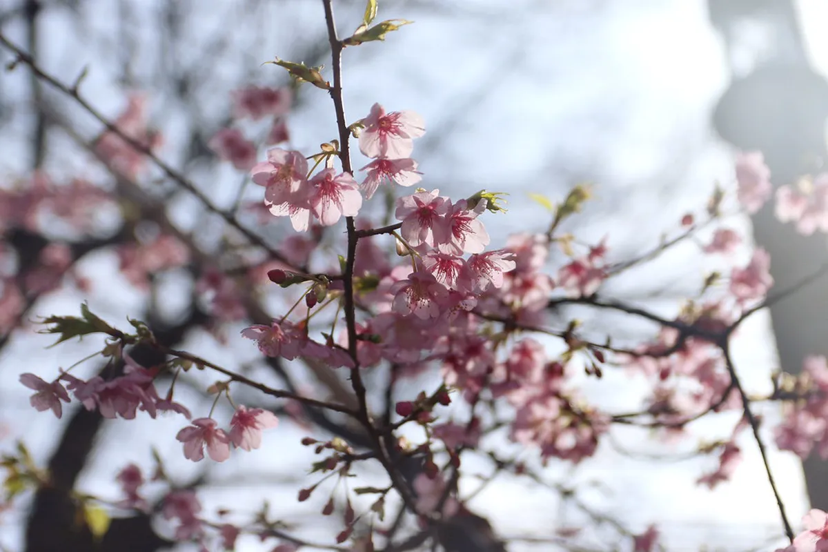 Cherry blossom trees blooming in the courtyard of Tochoji Temple, Hakata district, Fukuoka, Japan