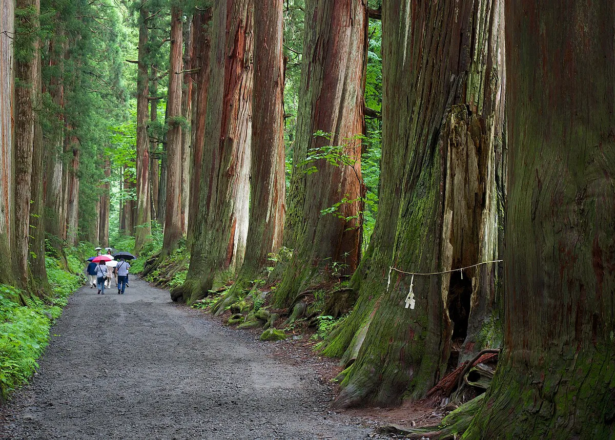 Cedar-lined path to Togakushi Shrine Oku-sha, Nagano, Japan — 1