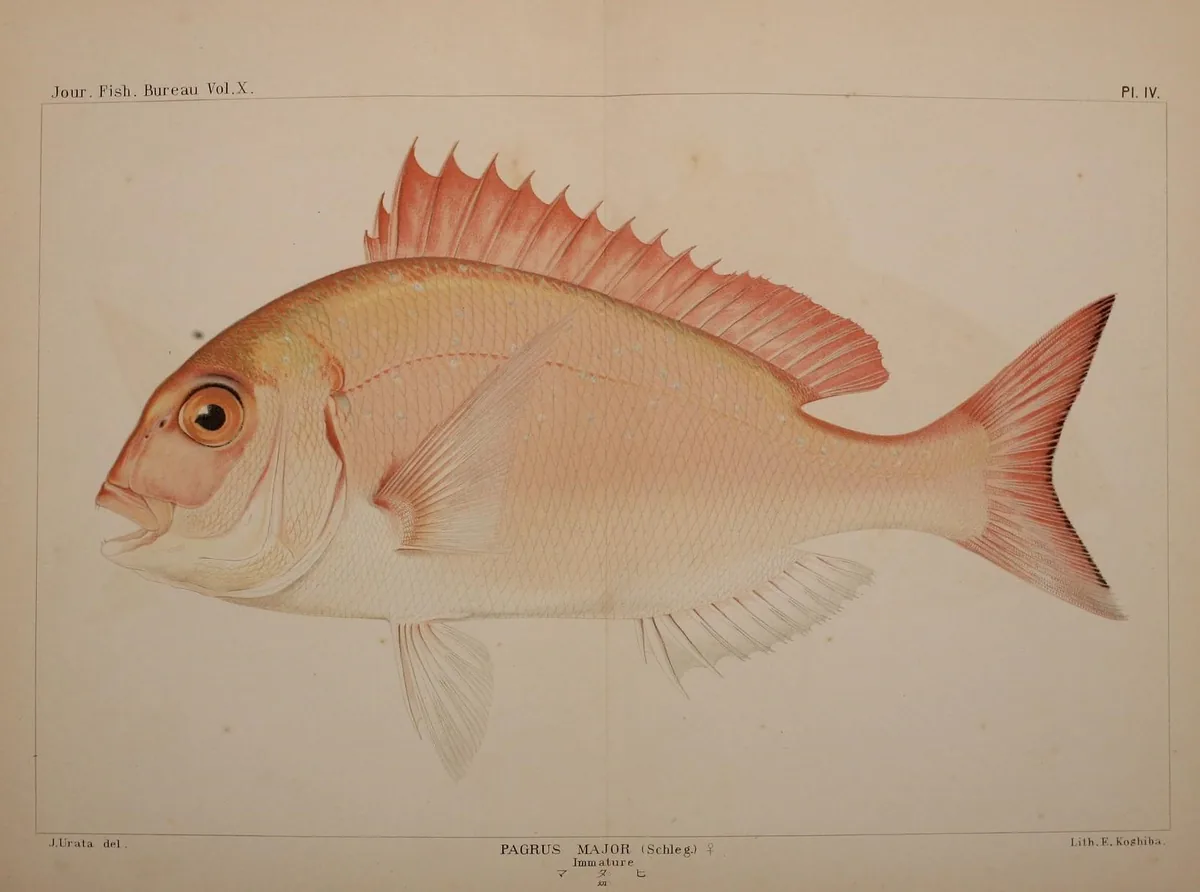 madai sea bream Japan