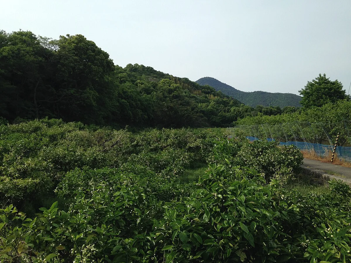 Orchard and Mount Oasayama 20160505 — 1