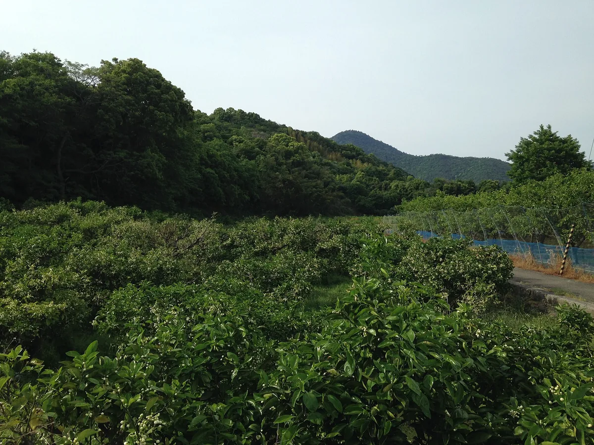 Orchard and Mount Oasayama 20160505.JPG