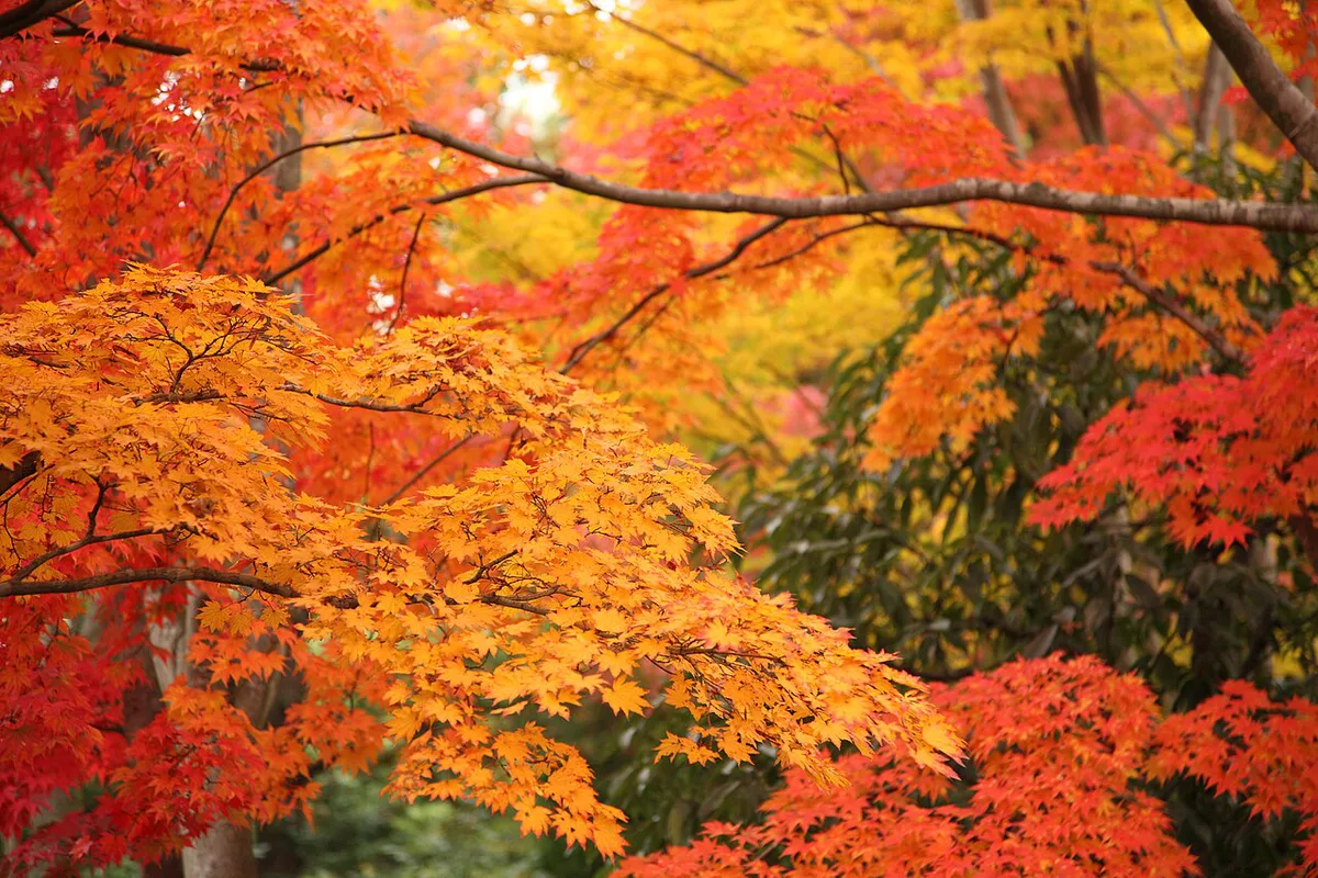 Colorful Leaves in Showa Kinen Park — 1