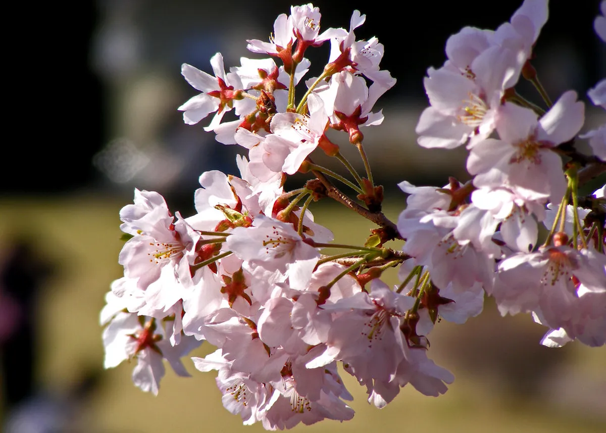 2026 Tokyo Cherry Blossom Forecast: When is Peak Bloom? in Tokyo