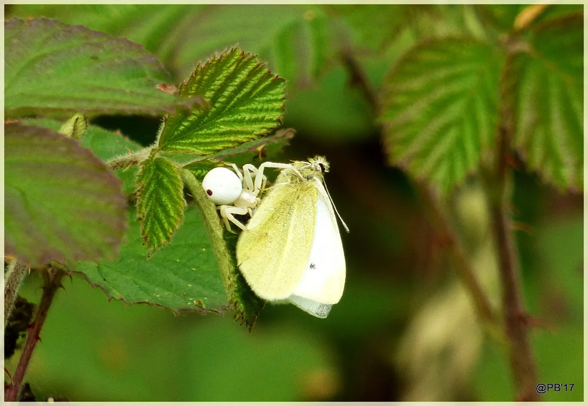 Specialty Coffee vs. Kissaten: How Tokyo's Coffee Scene Splits