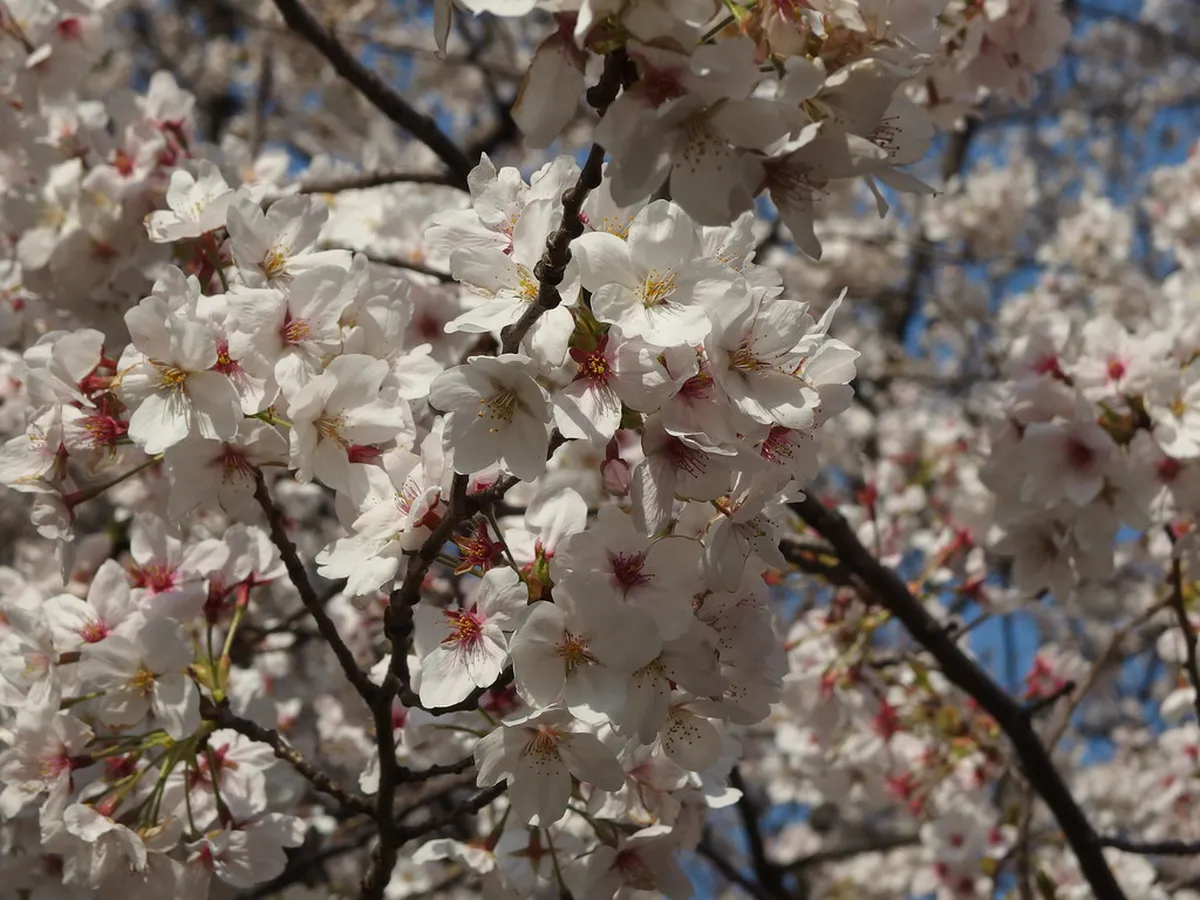 Pink cherry blossom trees in full bloom over a crowded hanami gathering in a Tokyo park, Japan in spring