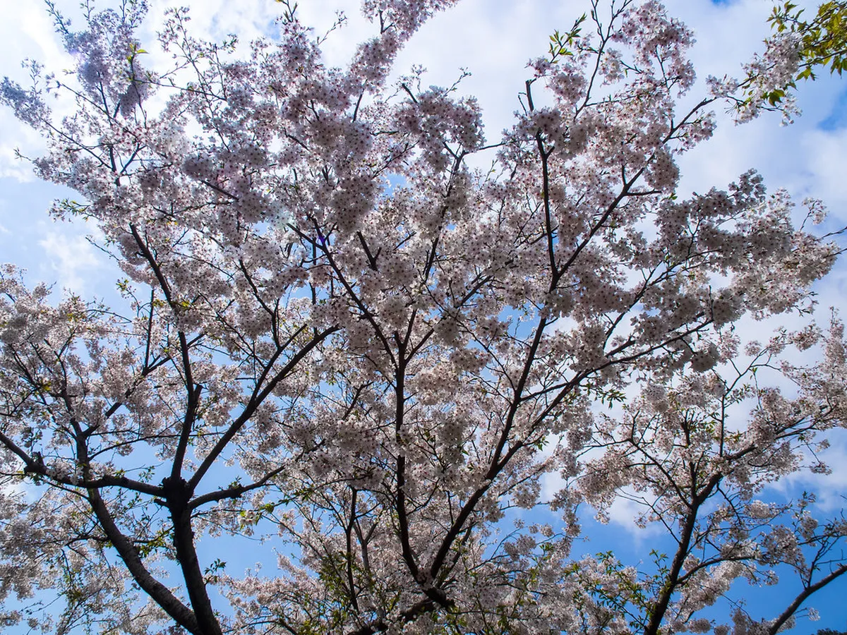 Cherry blossoms blooming on mountain slopes near Beppu's scenic viewpoints in spring, Japan