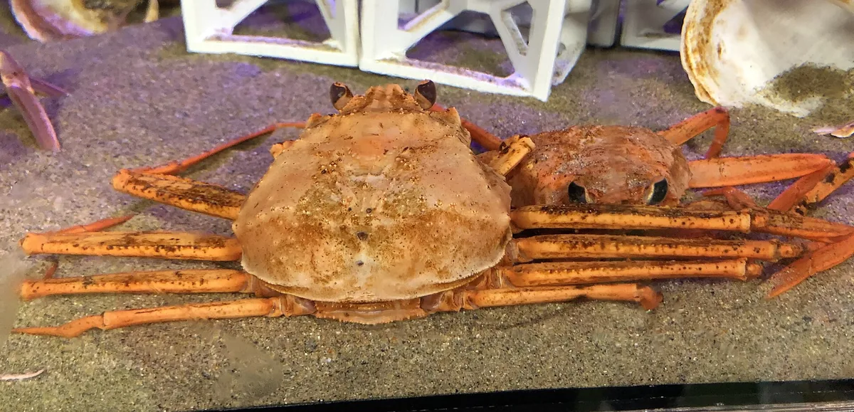 Chionoecetes japonicus Kanikko-kan.jpg