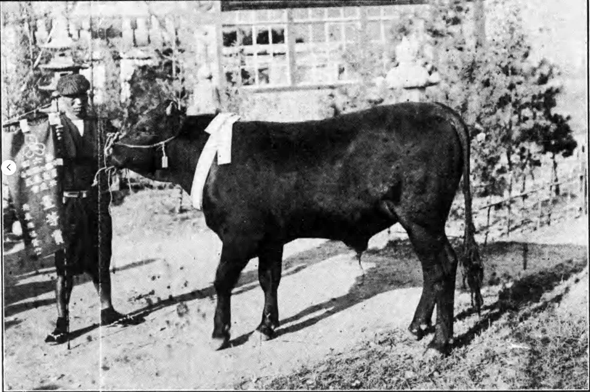 改良和種第一号 (The first improved Japanese breed) — 1