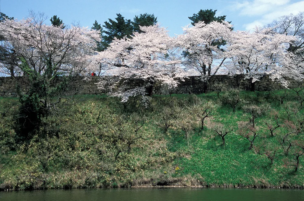 Tsuruga Castle 2