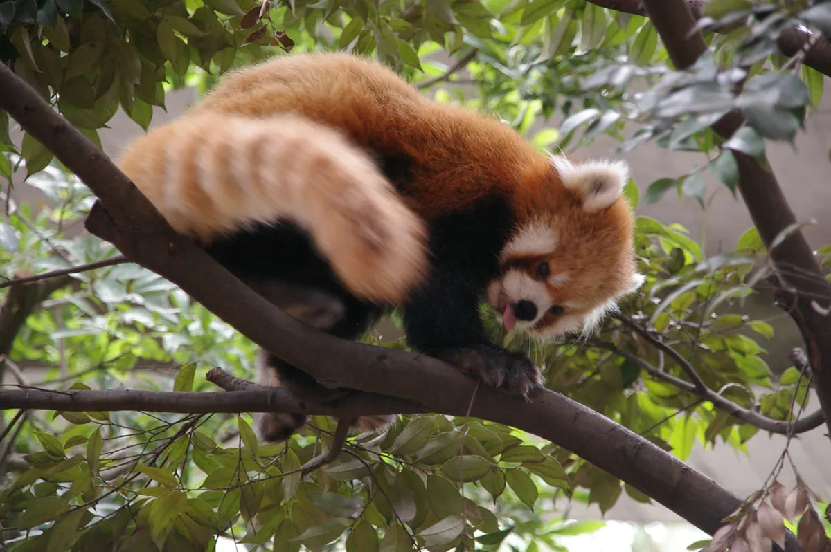 Giant panda enclosure at Ueno Zoo in Tokyo, crowds gathered near viewing glass at Japan's oldest zoo