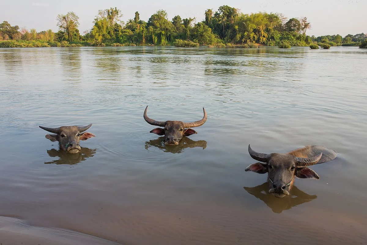 Three buffaloes heads above water in Si Phan Don — 2