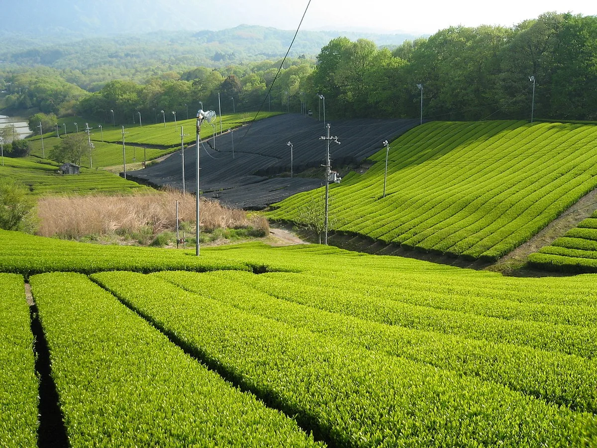 Uji matcha and tea houses — 1