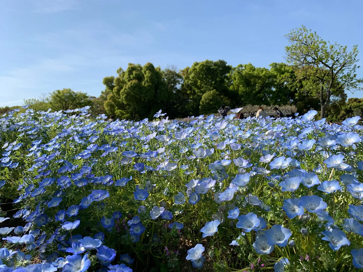 Nemophila baby blue eyes flowers covering Flower Hill at Uminonakamichi park in spring bloom, Japan