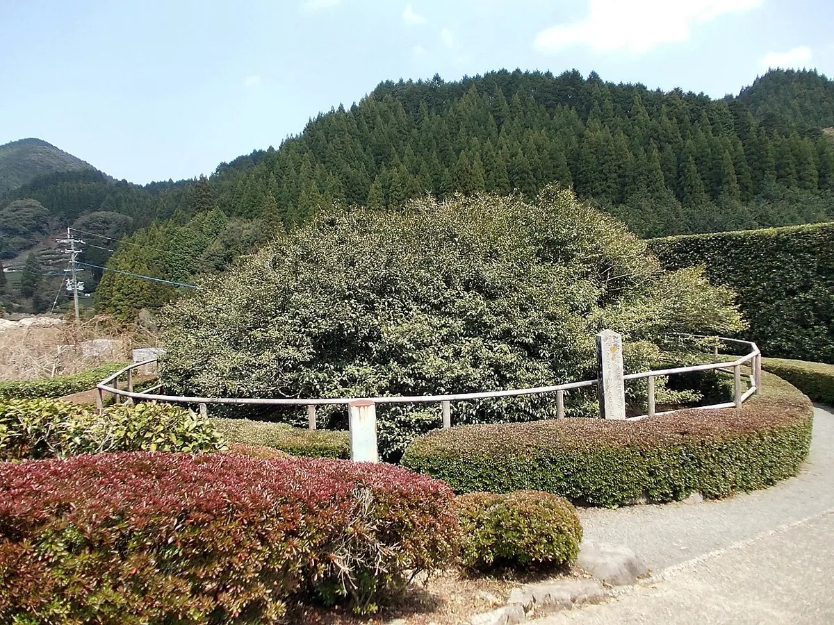 Tea Tree — 2