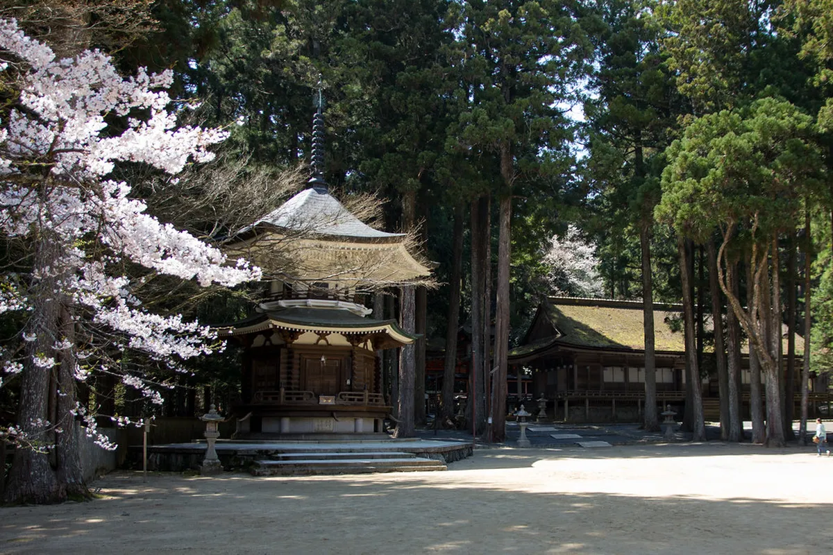 Timing a Visit: Blossoms, Harvest, and the Umeshu Kampai Ordinance in Wakayama