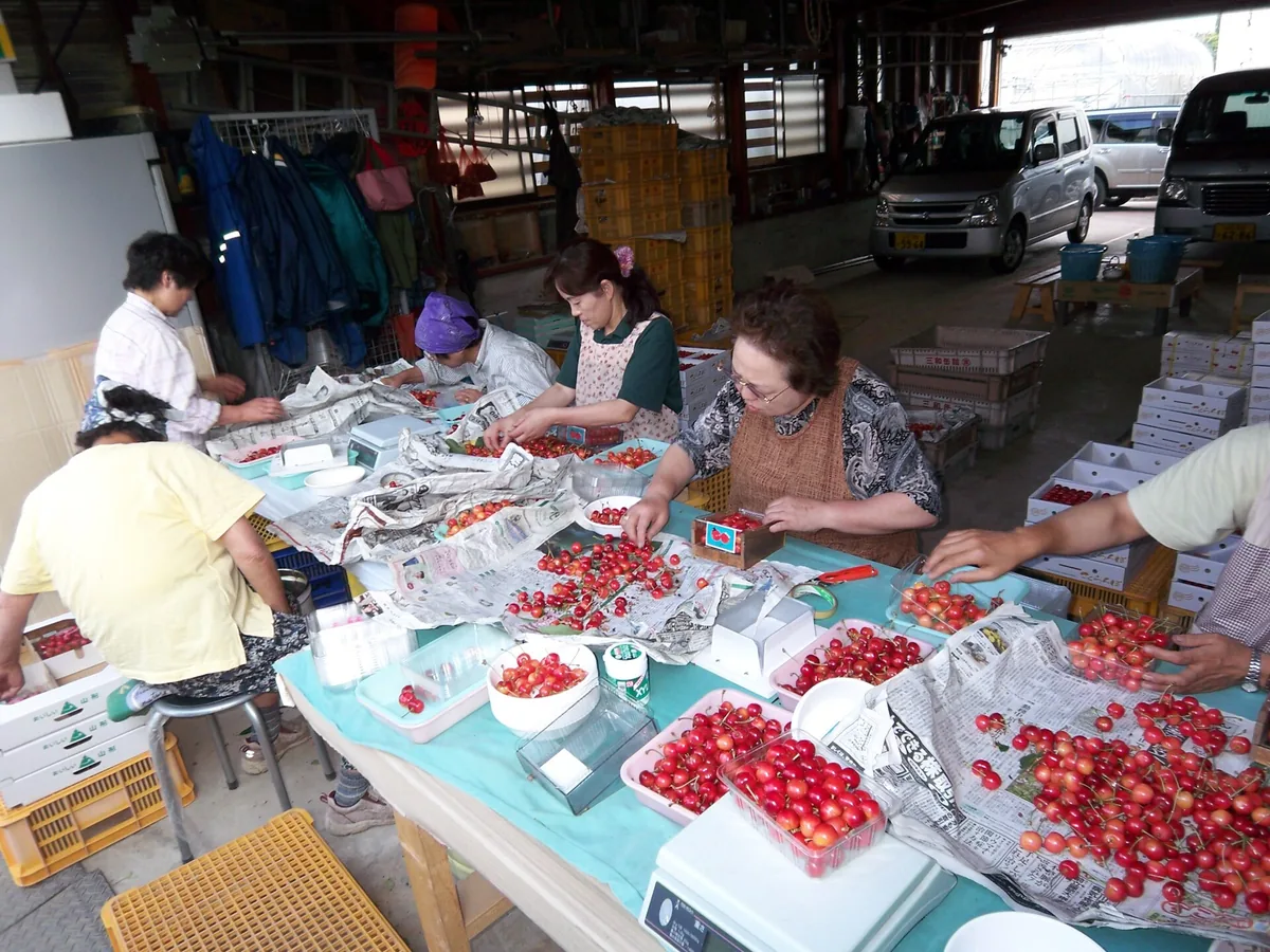さくらんぼ出荷作業 2008 (5754488470).jpg