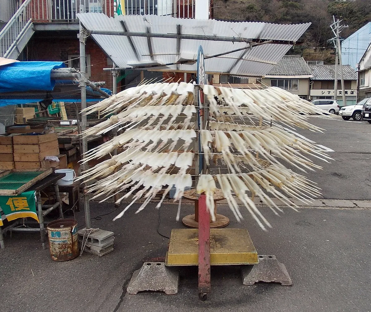 Translucent Yobuko squid sashimi served in Karatsu, Saga — 1
