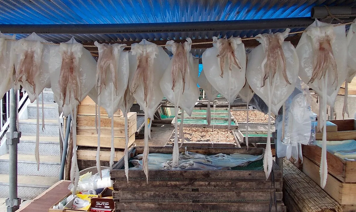 Translucent Yobuko squid sashimi served in Karatsu, Saga — 2