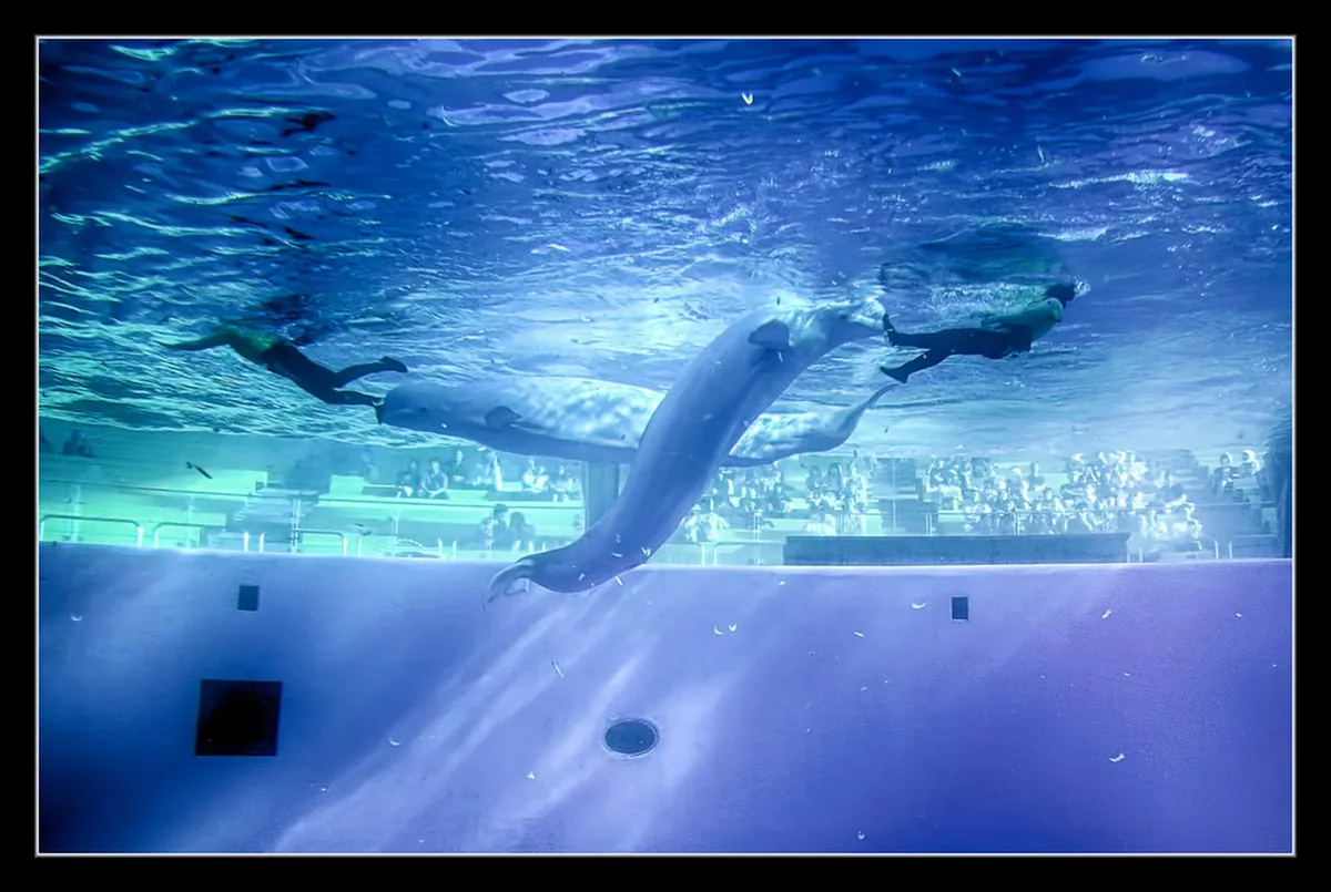 Dolphins performing in the Aqua Stadium show at Hakkeijima Sea Paradise in Yokohama Japan