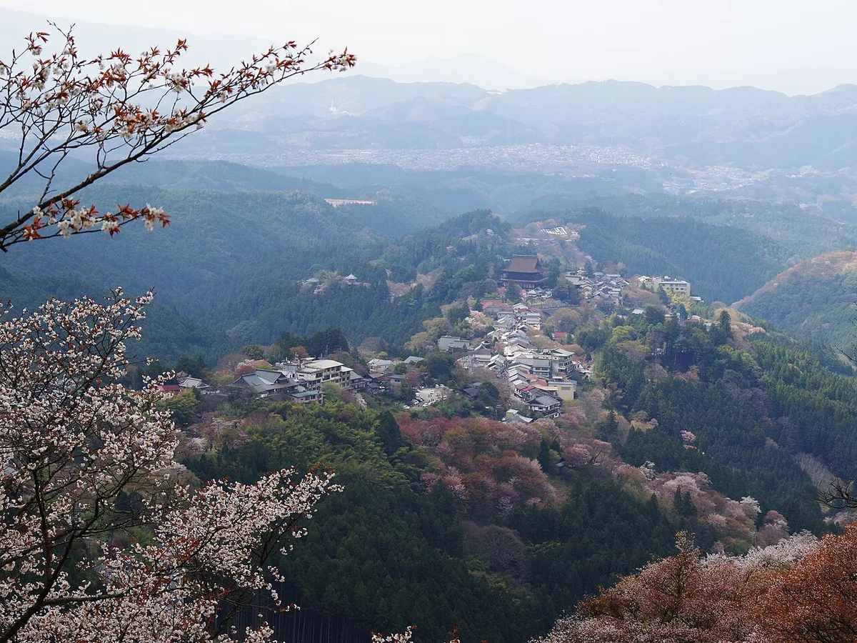 Yoshino cherry blossoms Japan — 3