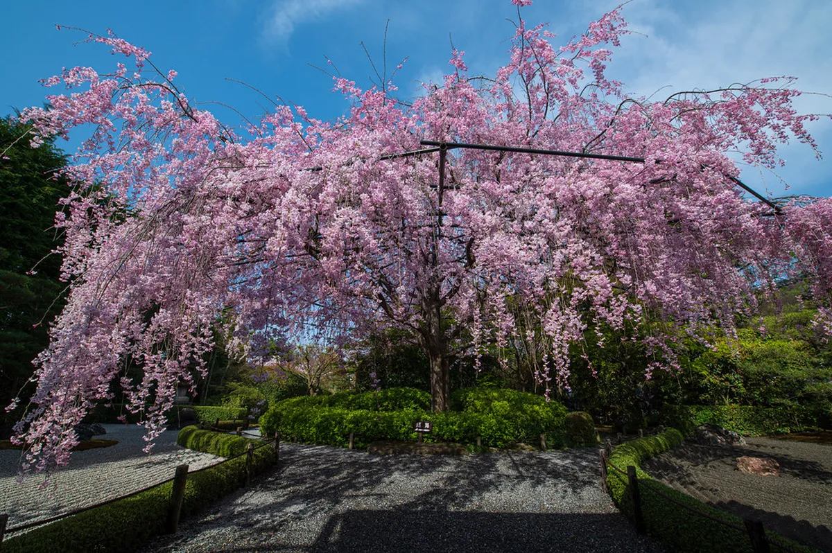 What to Eat in Yoshino: A Quick Answer — a scene in Yoshino