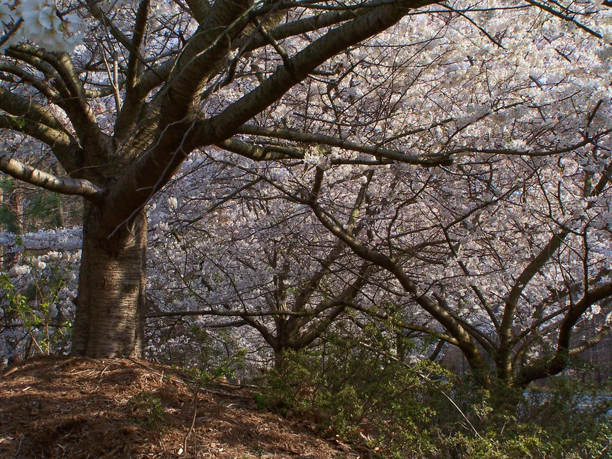 Navigating the Four Tiers of Yoshinoyama