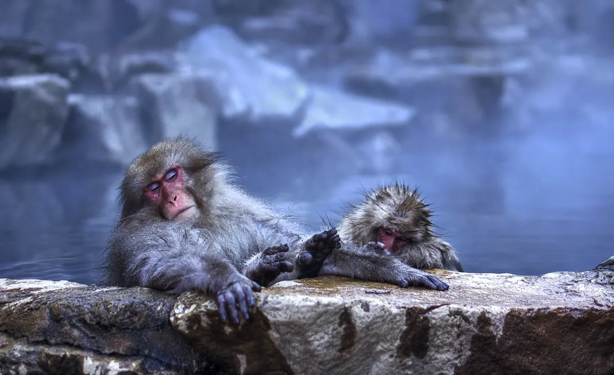 Visiting the Jigokudani Snow Monkey Park — Nagano