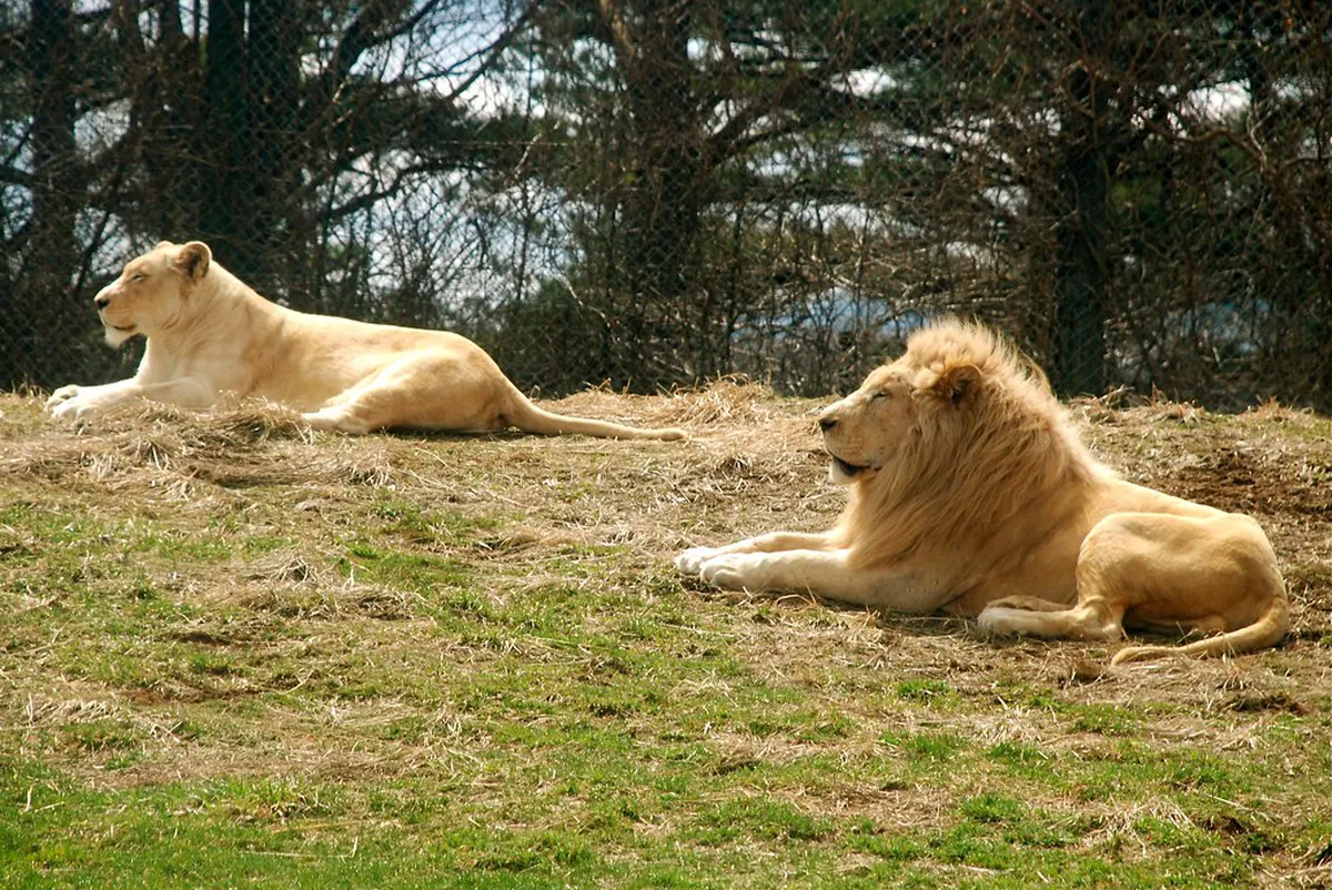 Lions approaching a safari bus vehicle during a close-range feeding experience at a Japanese safari park